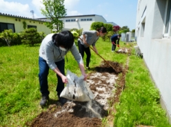 綿花栽培における花壇の耕し作業